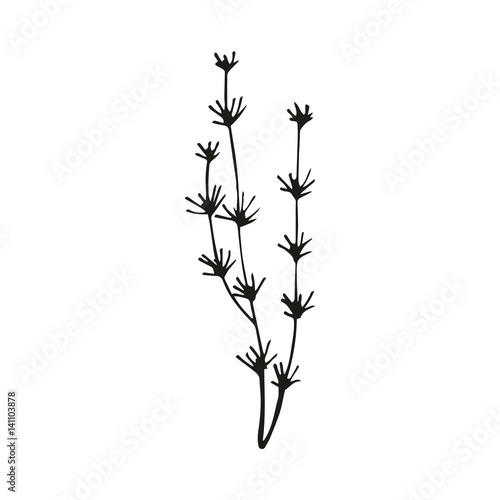 Seaweed sketch vector