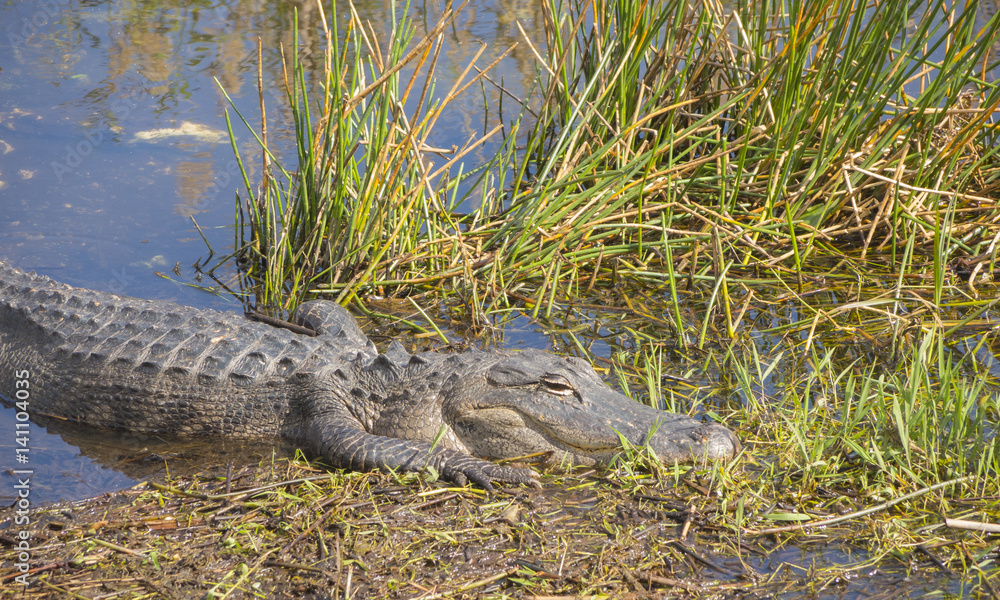 American alligator at Evergaldes National park in florida