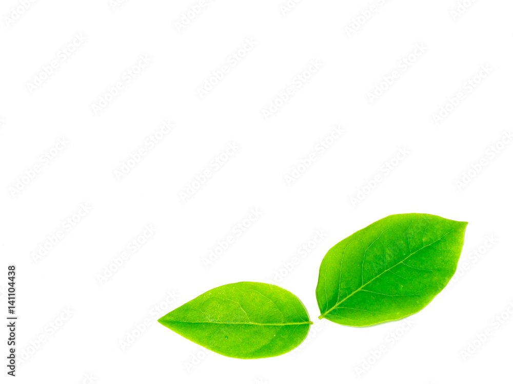 leafs isolated on white background leafs isolated on white background