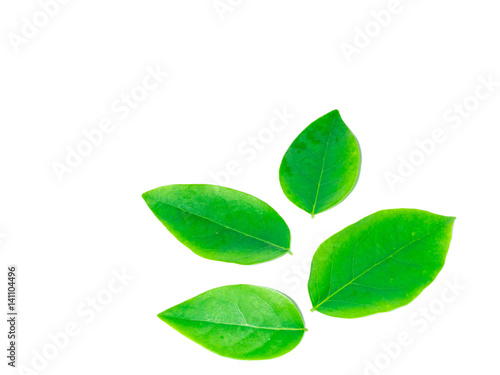 leafs isolated on white background