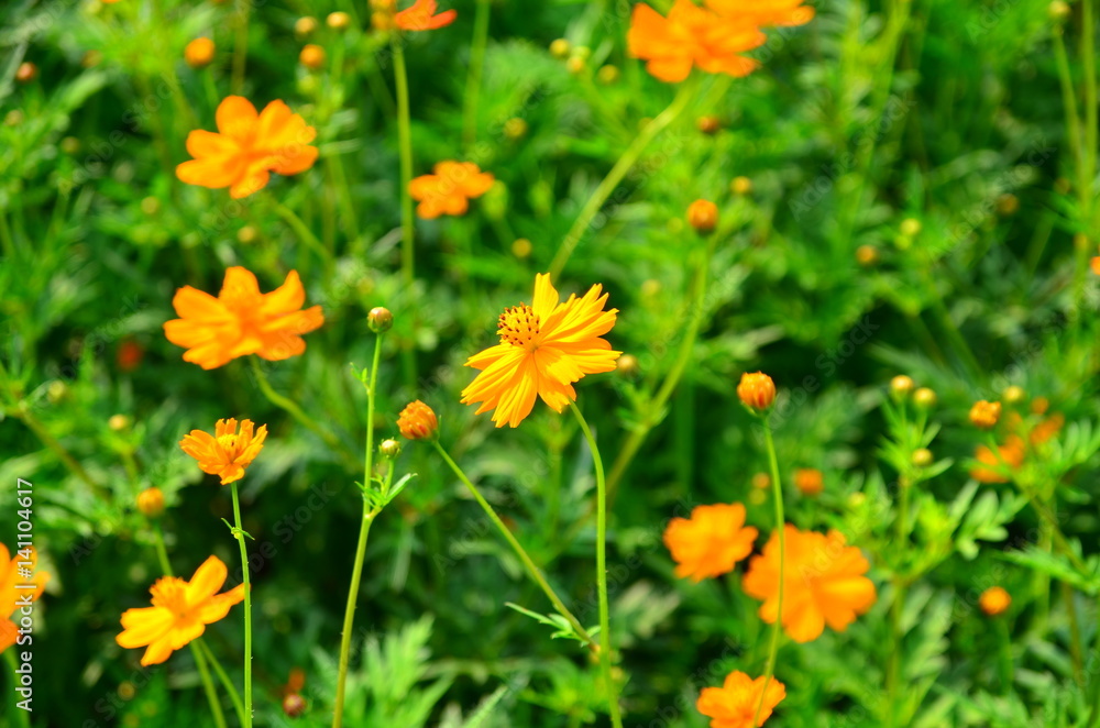 Orange flower and green leaves in the garden Orange flower and green leaves in the garden