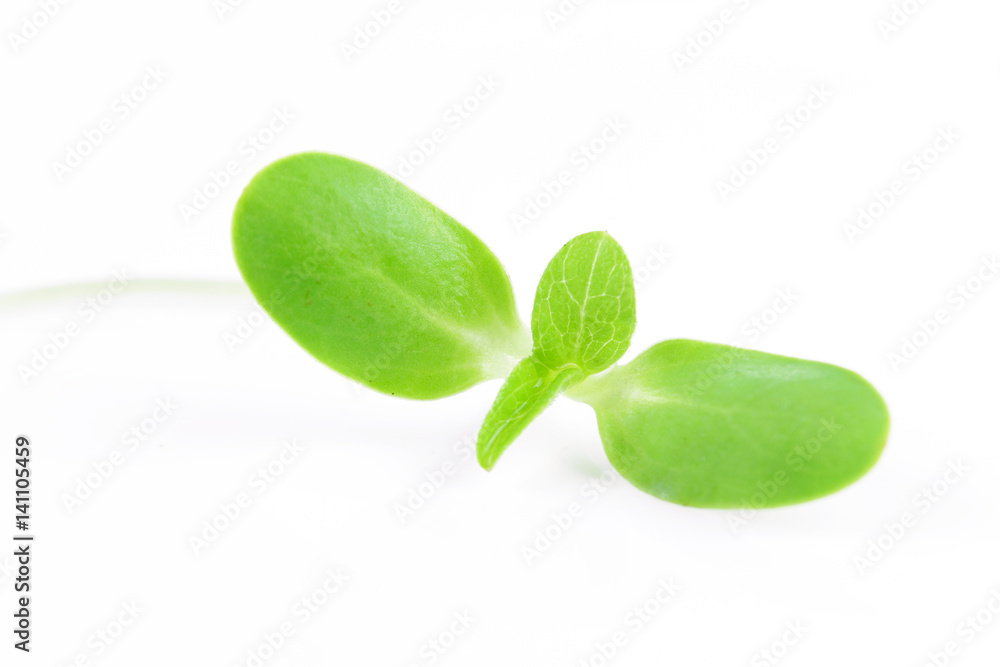 organic sunflower sprouts isolated on white background organic sunflower sprouts isolated on white background