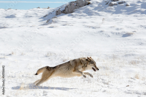 American wolfdog