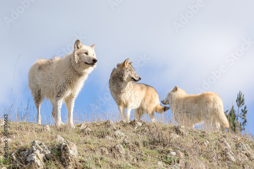 Fototapeta Naklejka Na Ścianę i Meble -  American wolfdog