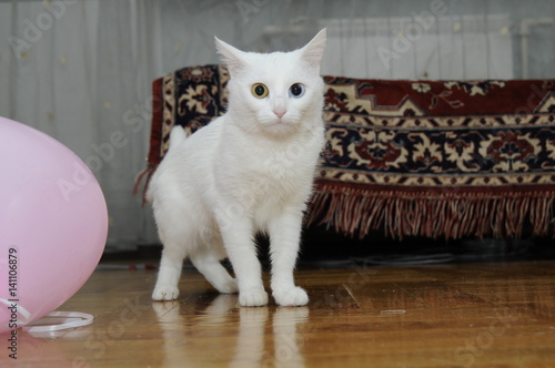 Cat with different eyes