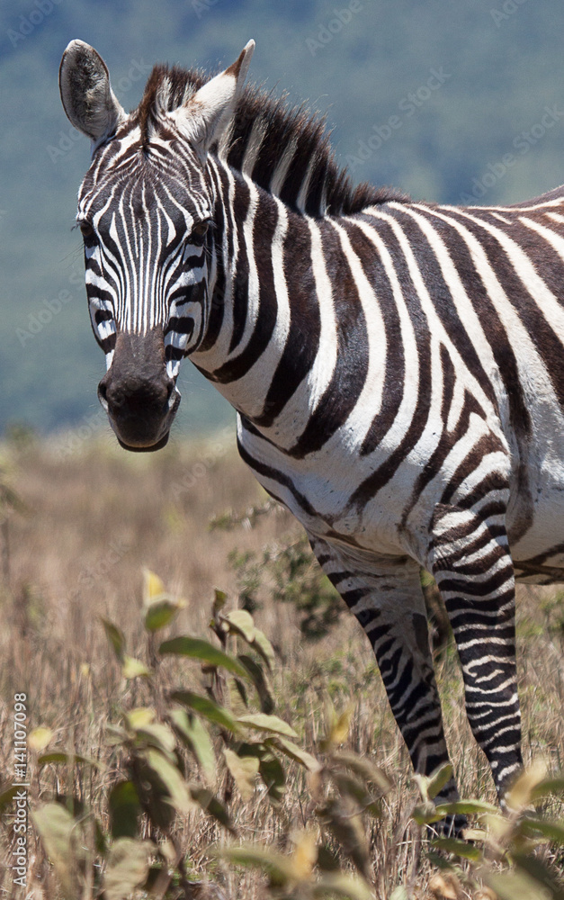 Fototapeta premium Plains zebra looking at camera