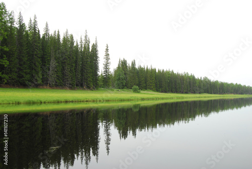 Fir forest along the river