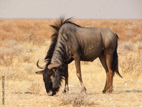 Blue wildebeest in Etosha National Park  Namibia