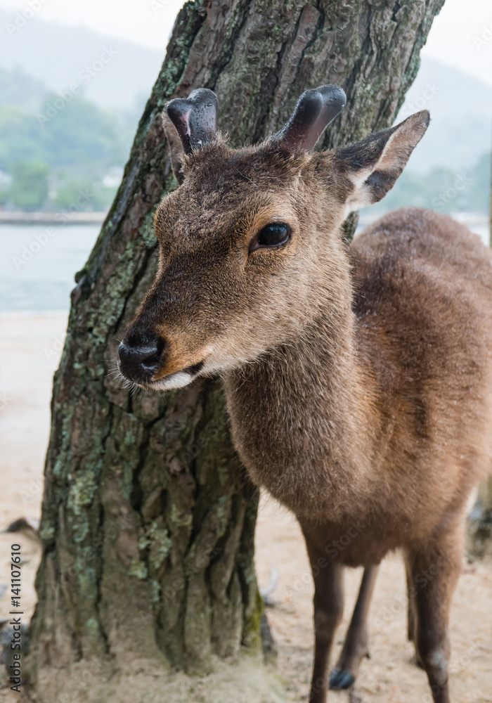 Fototapeta premium A deer on Miyajima Island