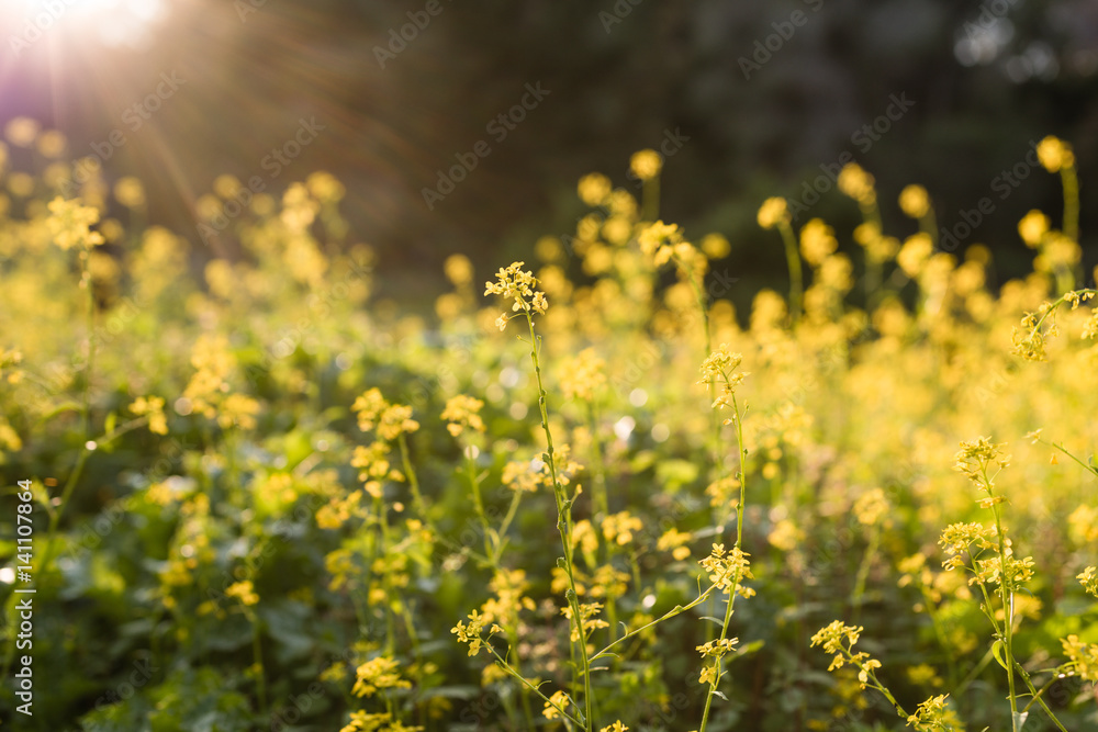 Natural flower background. Amazing nature view of yellow flowers blooming in garden under sunset sunlight at summer day