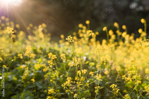Natural flower background. Amazing nature view of yellow flowers blooming in garden under sunset sunlight at summer day