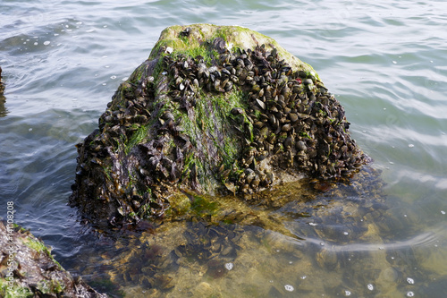 Cozze sugli scogli con mare e onde sullo sfondo photo