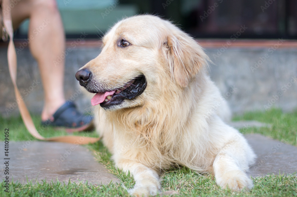 Dog Golden Retriever with blurred background. Dog Golden Retriever with blurred background.
