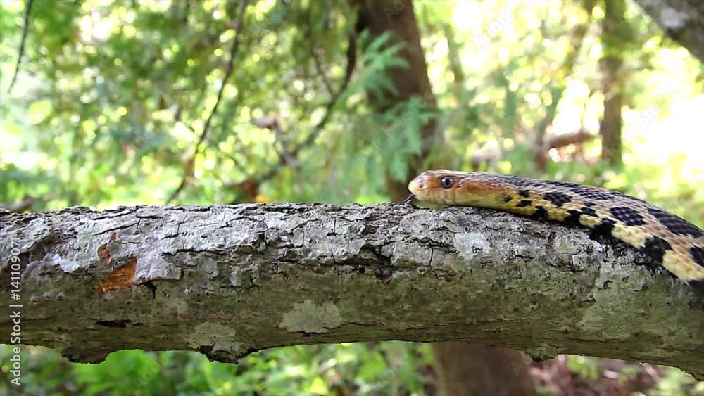 An Endangered Foxsnake crawls along a tree branch in Ontario, Canada. An Endangered Foxsnake crawls along a tree branch in Ontario, Canada.