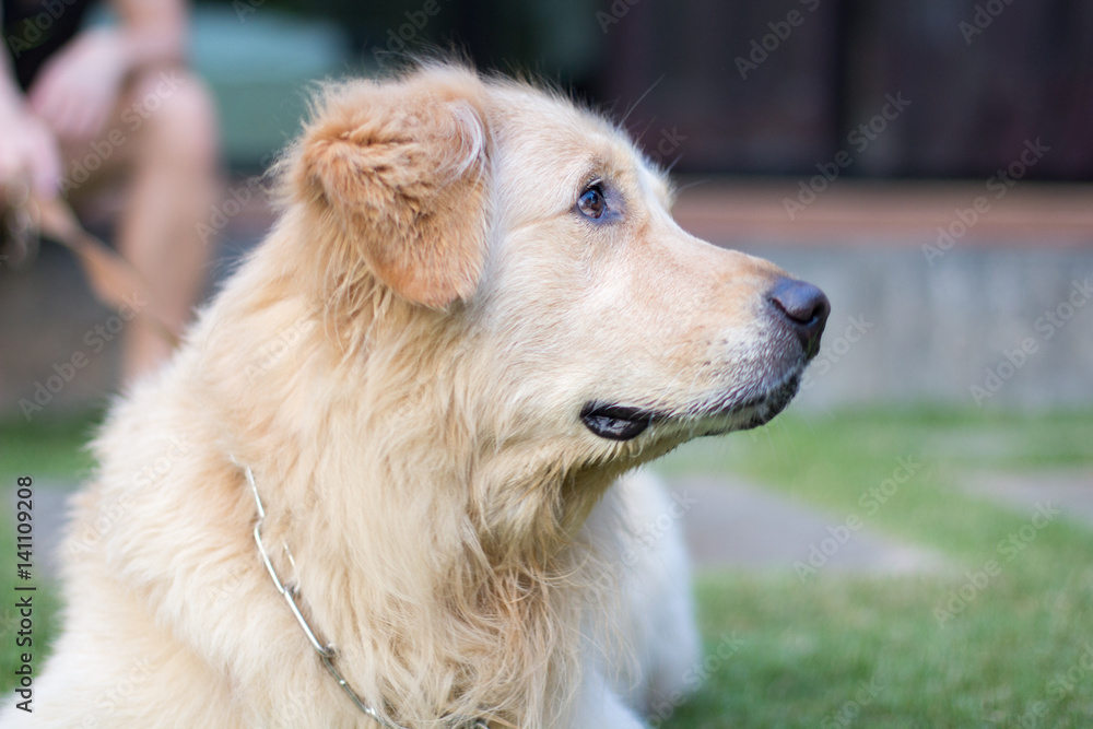 Dog Golden Retriever with blurred background. Dog Golden Retriever with blurred background.