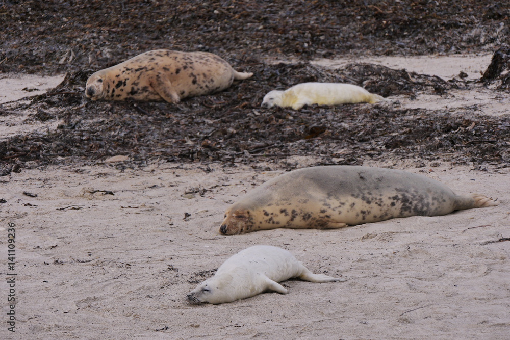 Fototapeta premium Kegelrobbenkolonie auf Helgoland, Kegelrobbe, Halichoerus grypus