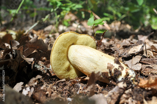 Very rare mushroom in forest. Leccinum crocipodium is a delicious edible fungus. photo