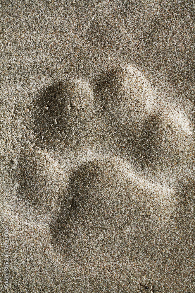 Obraz premium footprint of the Amur tiger