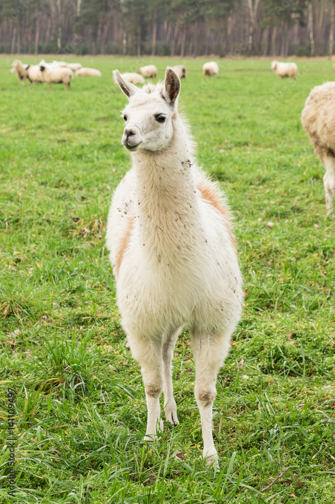Fototapeta premium Alpaka auf einer Wiese
