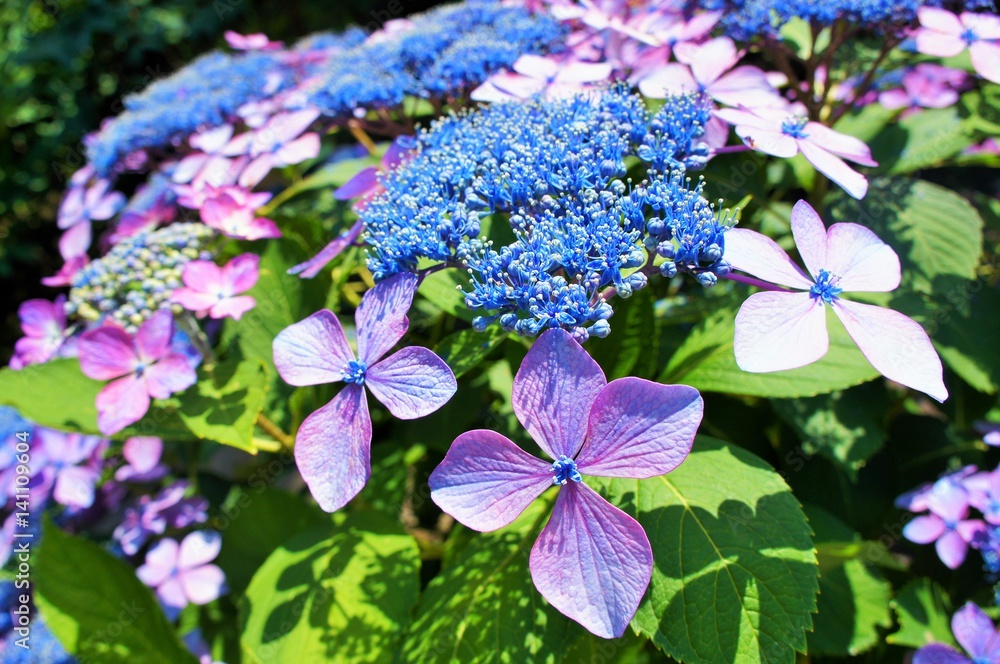 hydrangea