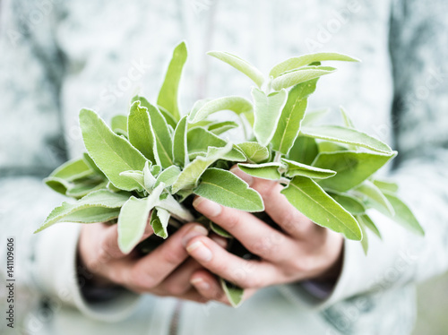 Bilde på lerret A bunch of fresh wild sage in a woman's hands