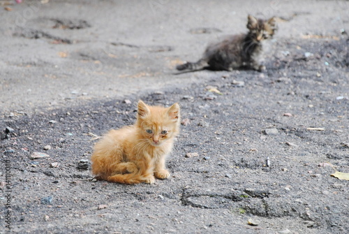 Photography cat