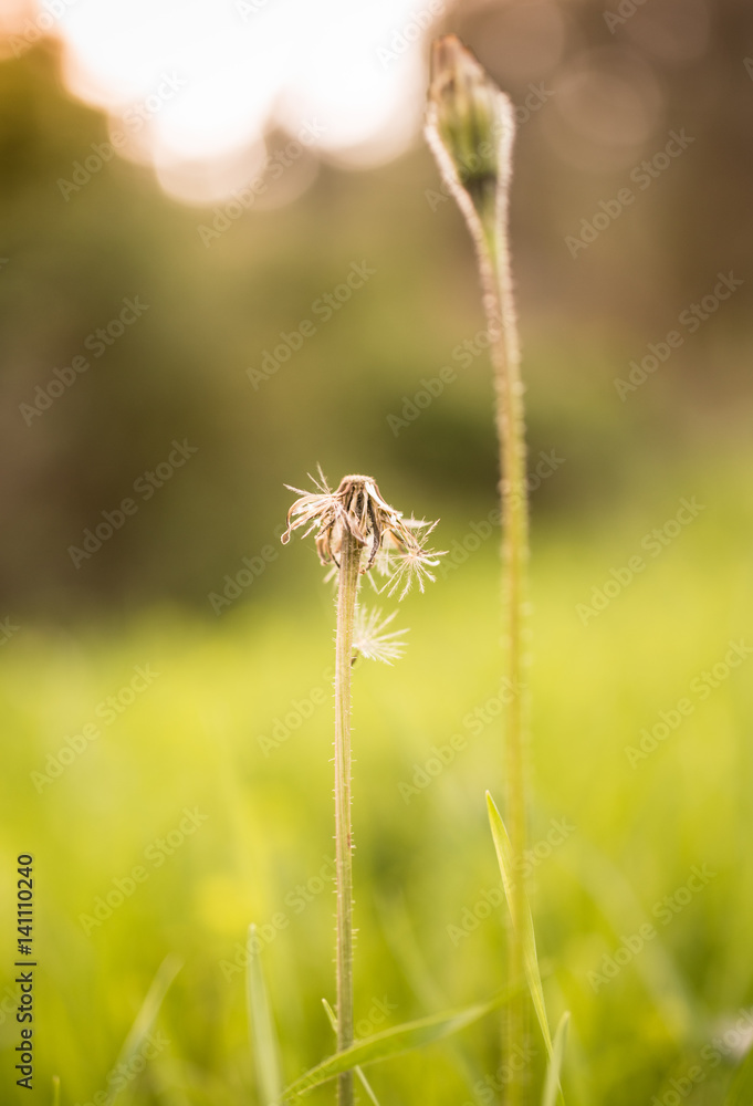 Dandelion on the meadow at sunlight background