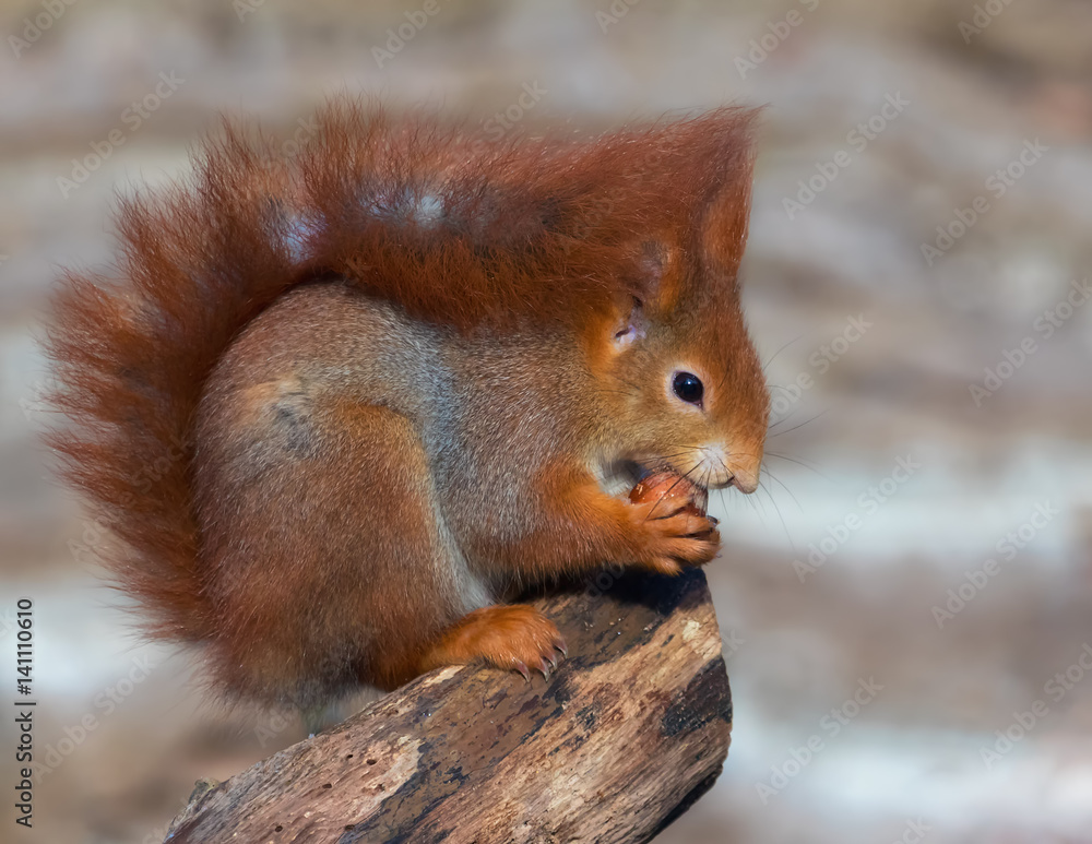 Red squirrel eating a hazelnut Red squirrel eating a hazelnut