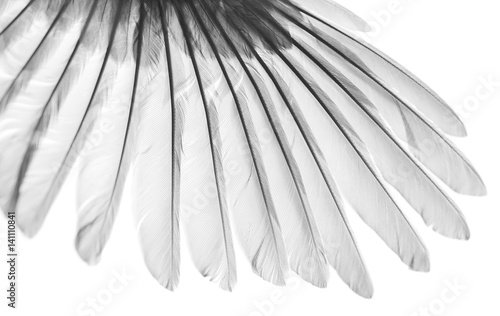 beauty in nature, bird wing on white