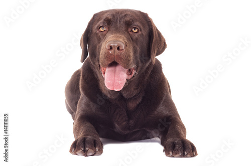 Brown labrador