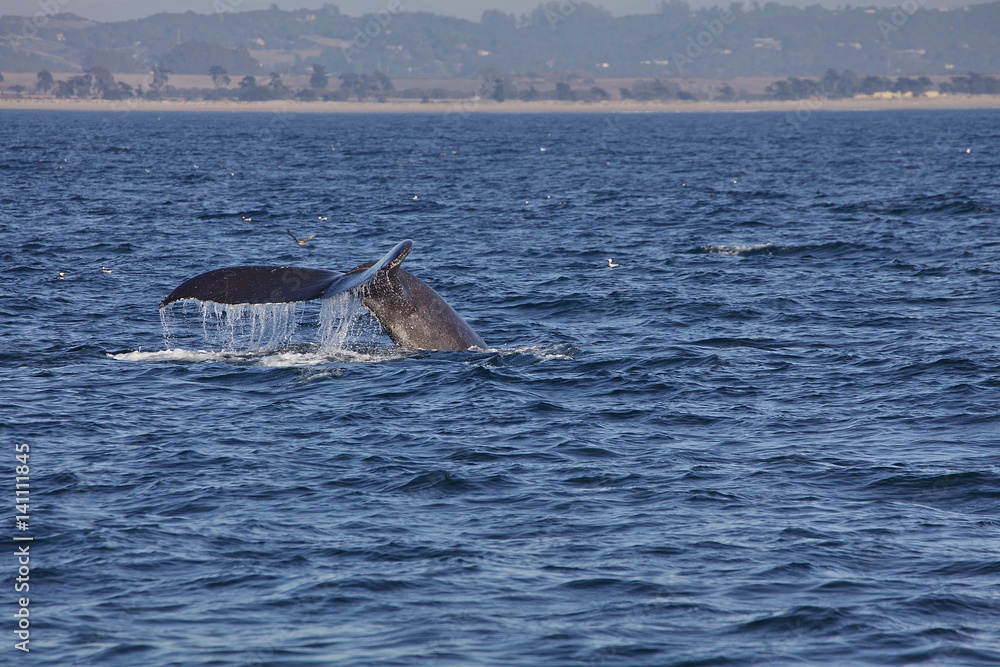 Fototapeta premium Diving whale shows tail off California coast
