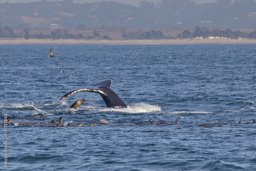 Obraz premium Diving whale and sea lions chasing school of fish off California coast
