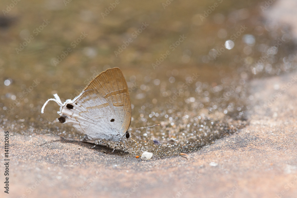 beautiful butterfly beautiful butterfly