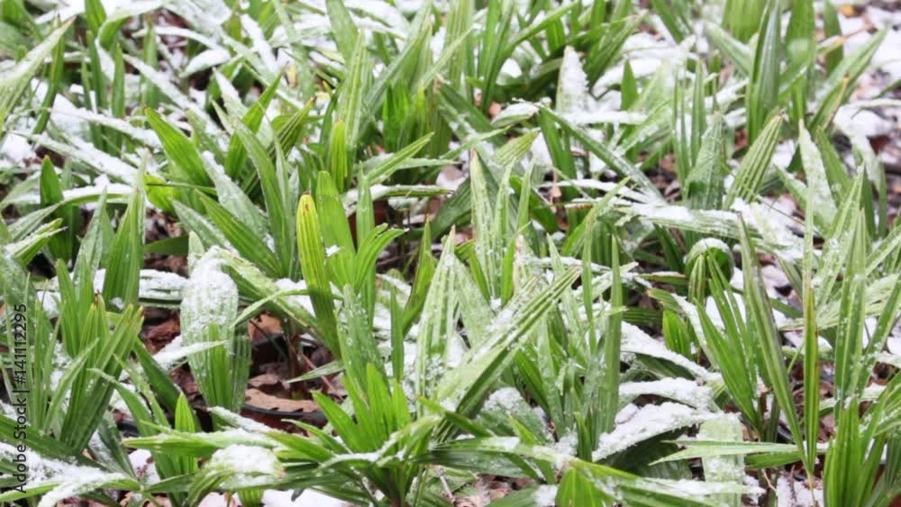 Snow falls on a green young plant Snow falls on a green young plant