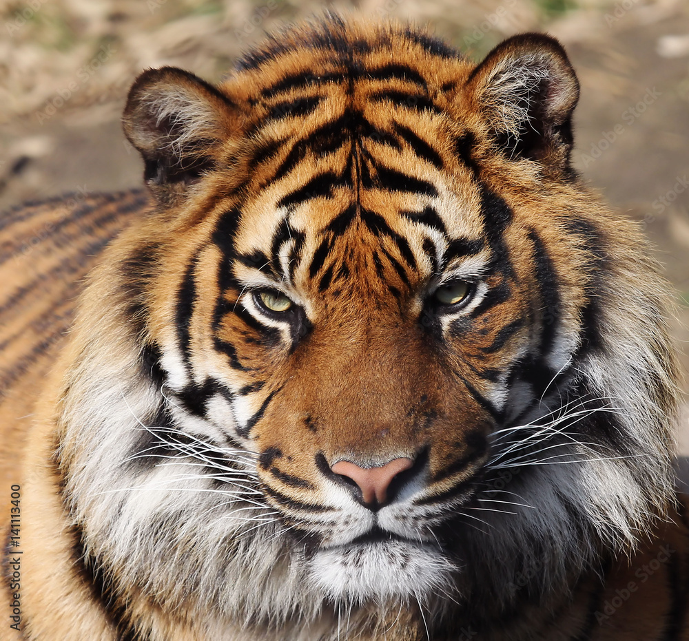 Fototapeta premium Tiger