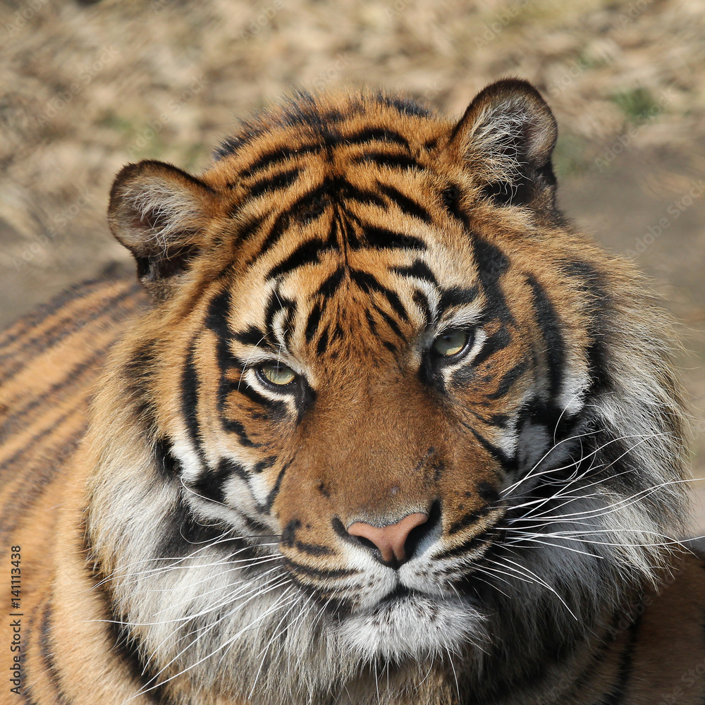 Fototapeta premium Tiger