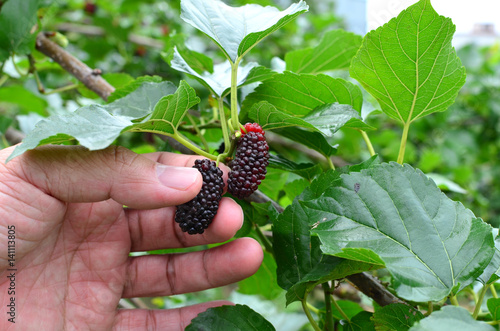 Tableau sur toile Man picking a ripe mulberry