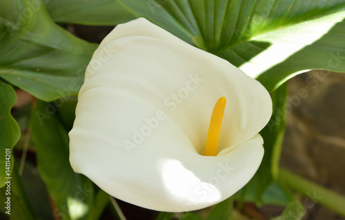 Fototapeta Naklejka Na Ścianę i Meble -  closeup fo Calla Lily