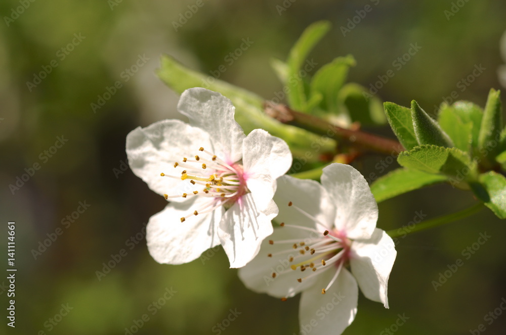 Blossom of Mirabelle plum