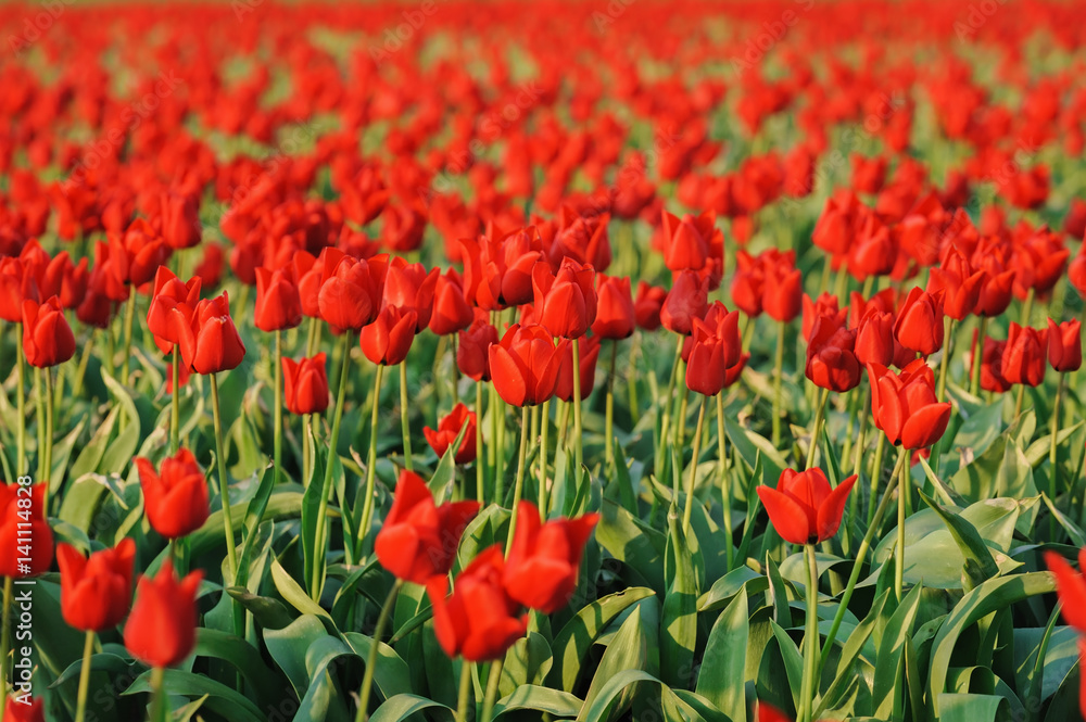 Fototapeta premium Red tulip field, the Netherlands