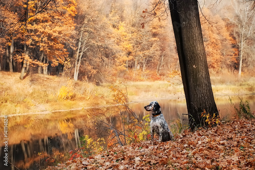 hunting dog in the pond hunts. Portrait of an English setter sitting in the autumn orange forest on the banks of the river photo