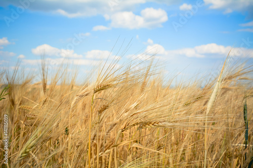 Beautiful wheat field and blue sky