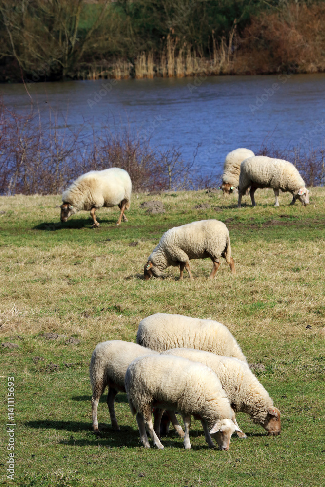 Sheep is a cloven-hoofed mammal (Ovis aries) Sheep is a cloven-hoofed mammal (Ovis aries)