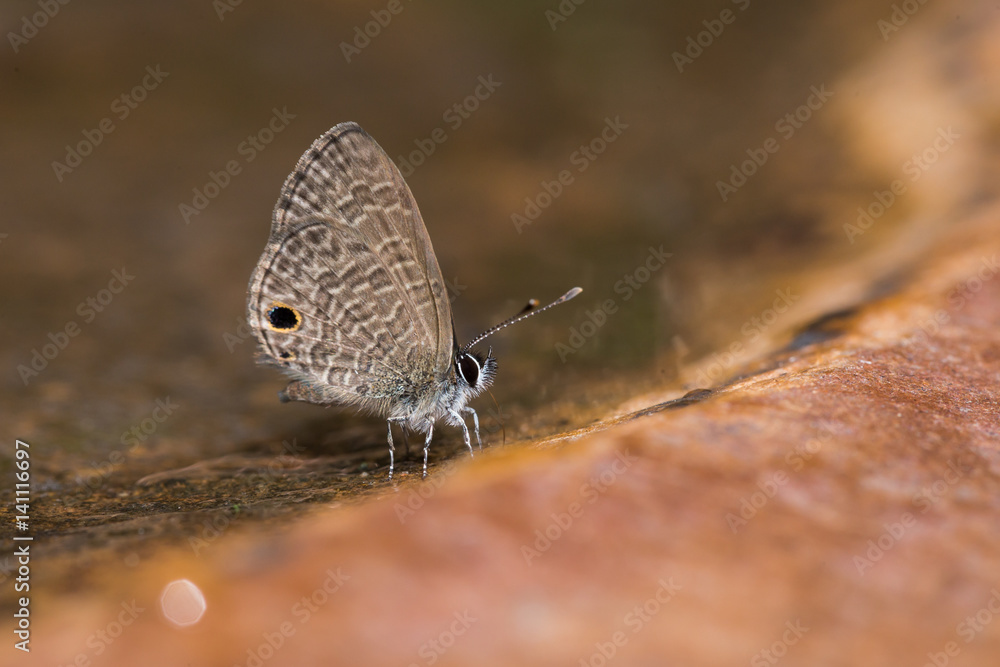 Obraz premium beautiful butterfly