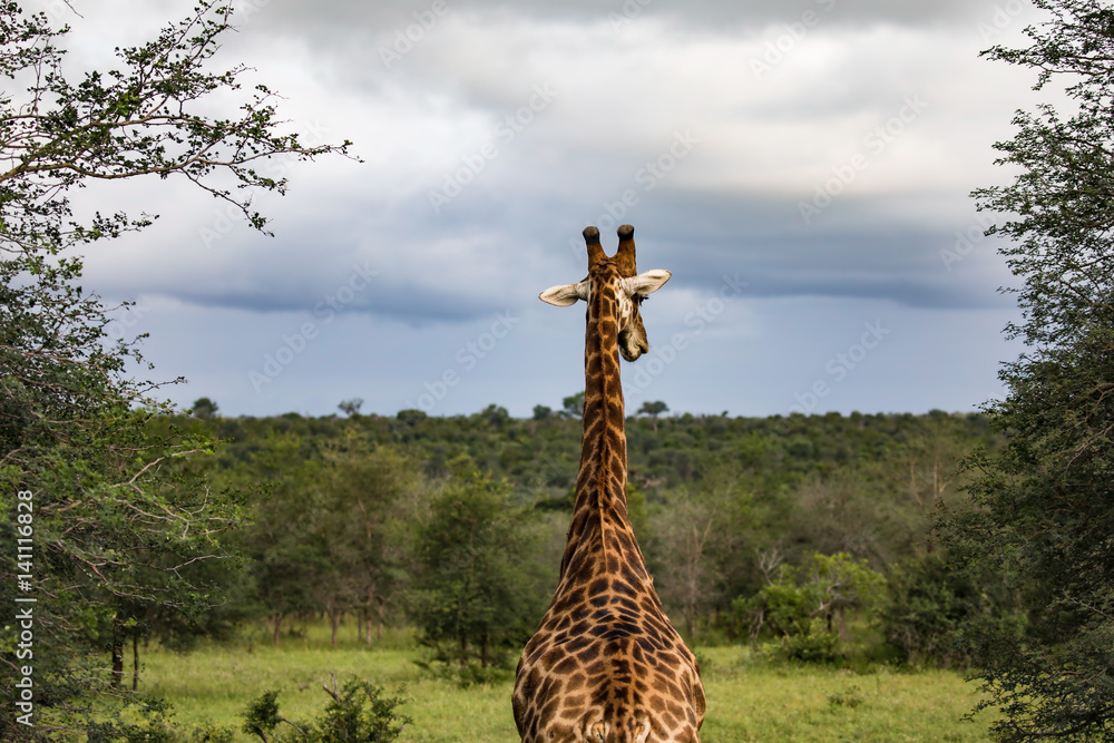Fototapeta premium Giraffe in africa wilderness
