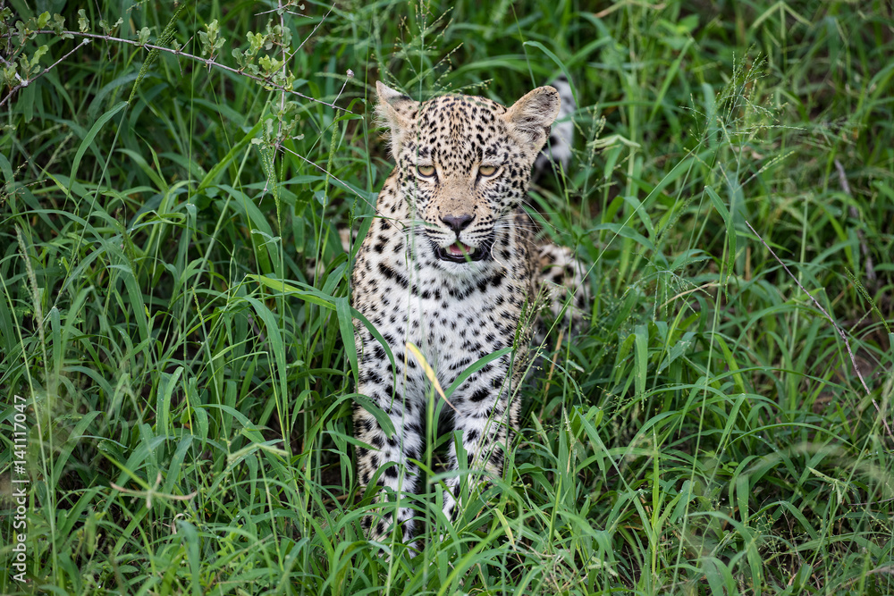 Obraz premium Young Leopard