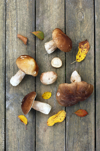  fresh harvest from the forest/ Edible mushrooms are laid out on wooden surface top view 