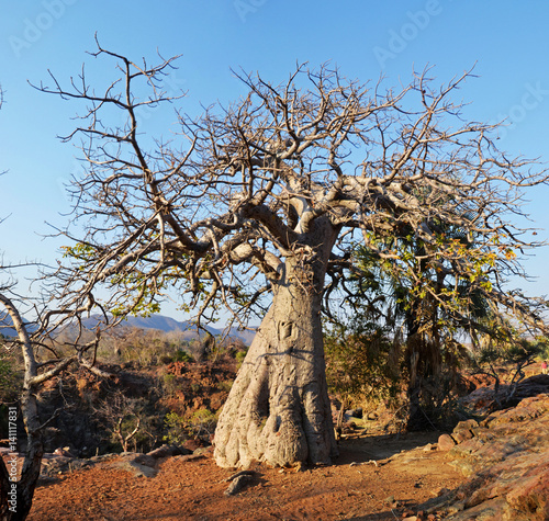 Baobab in Epupa Waterfall photo