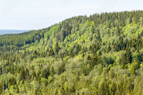Forest landscape view with a horizon