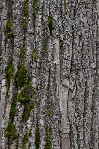 Tree bark